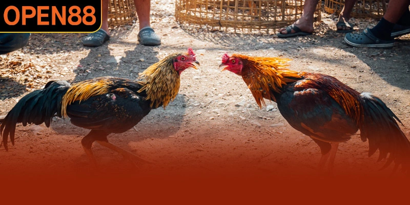 Giới thiệu chuyên mục đá gà OPEN88 đáng trải nghiệm