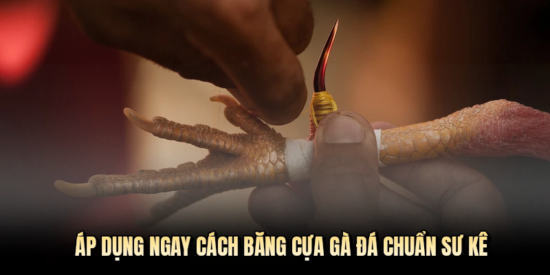 Áp dụng ngay cách băng cựa gà đá chuẩn sư kê