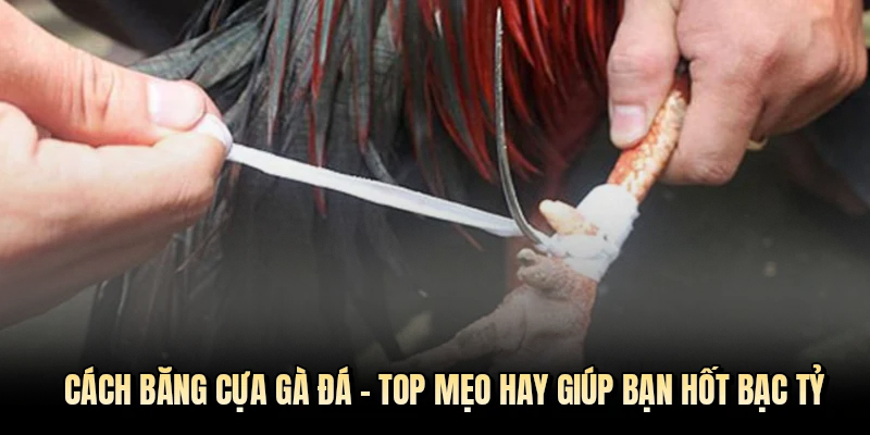 cách băng cựa gà đá